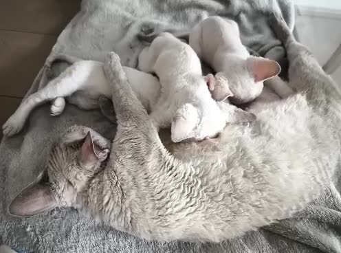 Devon Rex cats for sale: Devon Rex point💙blue eyes💙 - Video 1