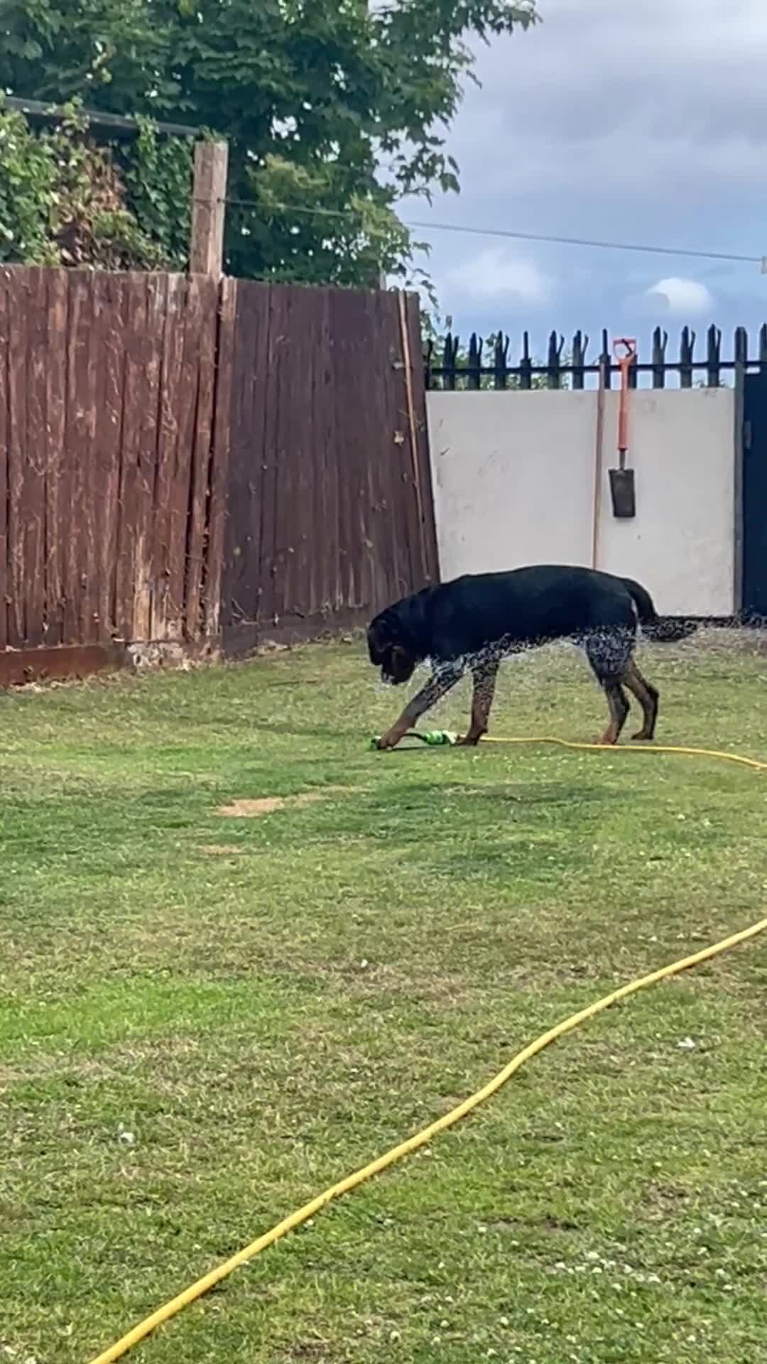 Rottweiler dogs for sale: Rottweiler  - Video 1