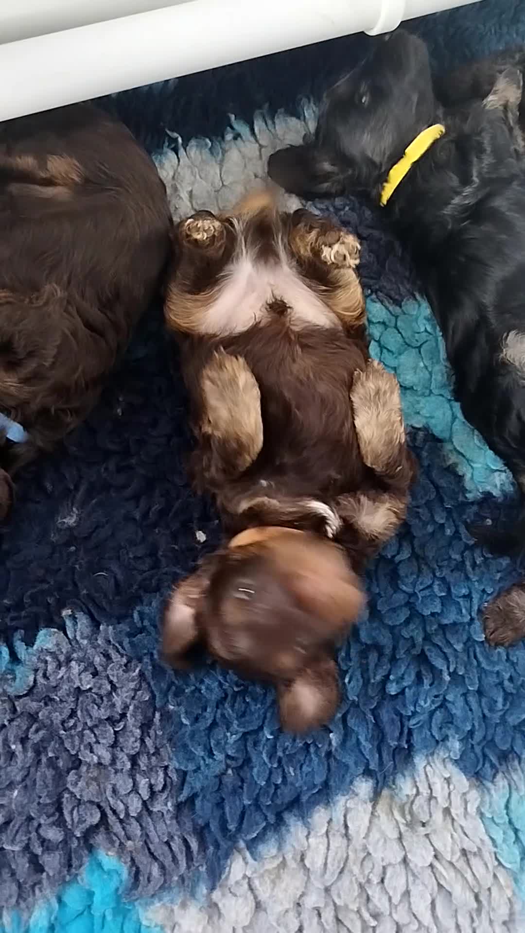 Cockapoo dogs for sale: Stunning cockapoo puppies  - Video 4