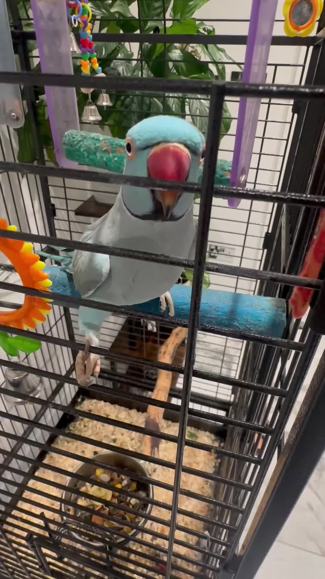 Ringnecks birds for sale: Indian Ringneck Parrot  - Video 1