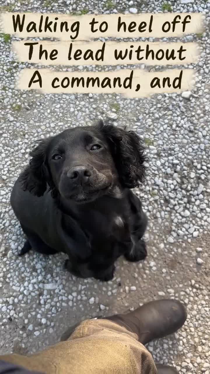 Cocker Spaniel dogs for sale: Cocker spaniel part trained for sale.  - Video 5