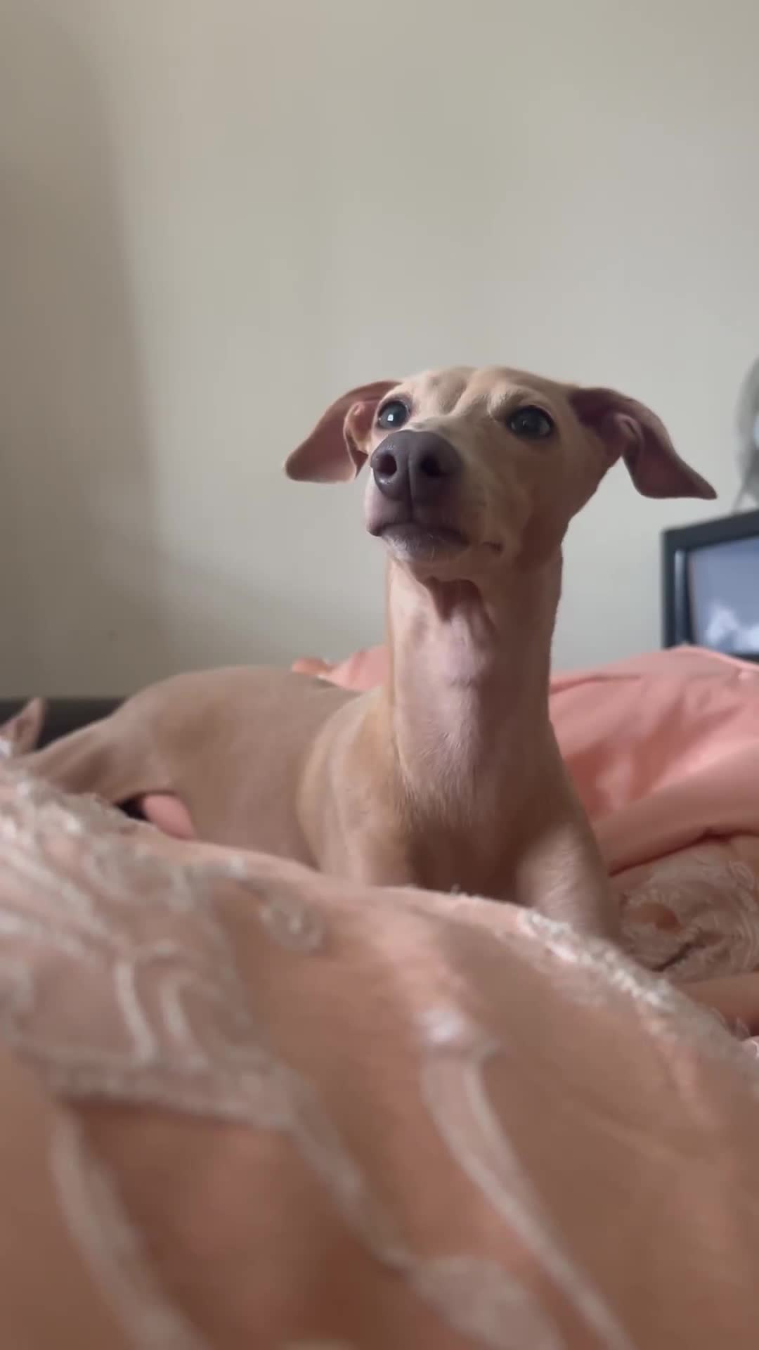 Italian Greyhound dogs for sale: Chilli  - Video 1