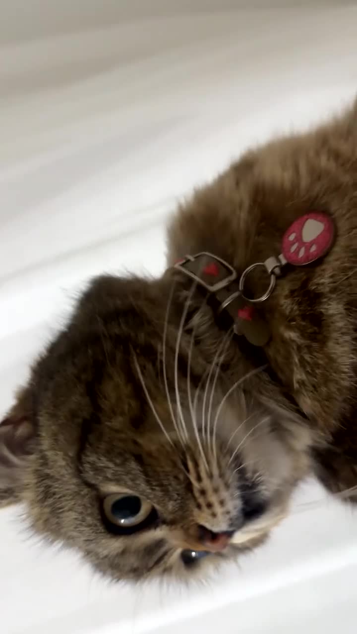 Scottish Fold cats for sale: Female Scottish fold  - Video 2