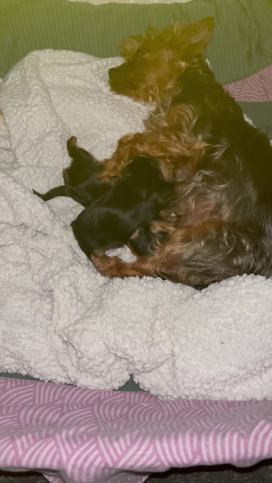 Yorkshire Terrier dogs for sale: READY TO LEAVE..YORKSHIRE TERRIERS in Bolton - Video 3