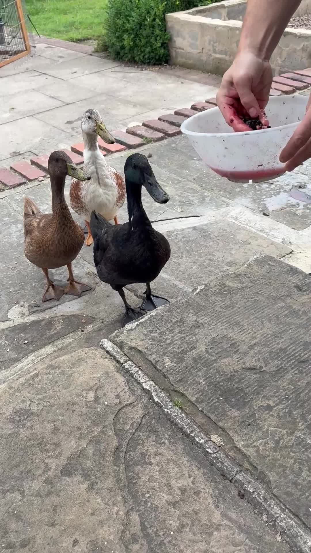 Ducks poultry for sale: 2 x Indian runner ducks  - Video 1