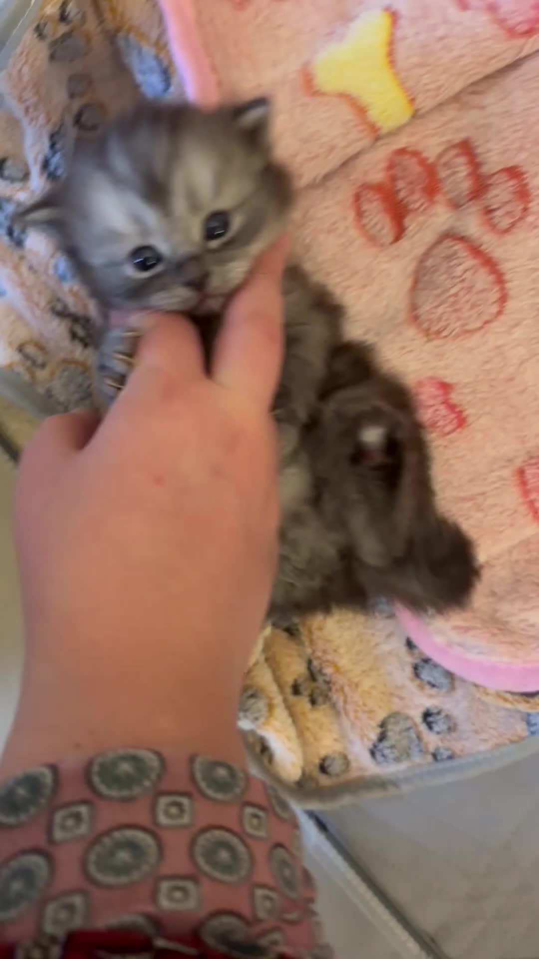 Perdoll cats for sale: PERDOLL KITTENS FOR SALE - Video 2