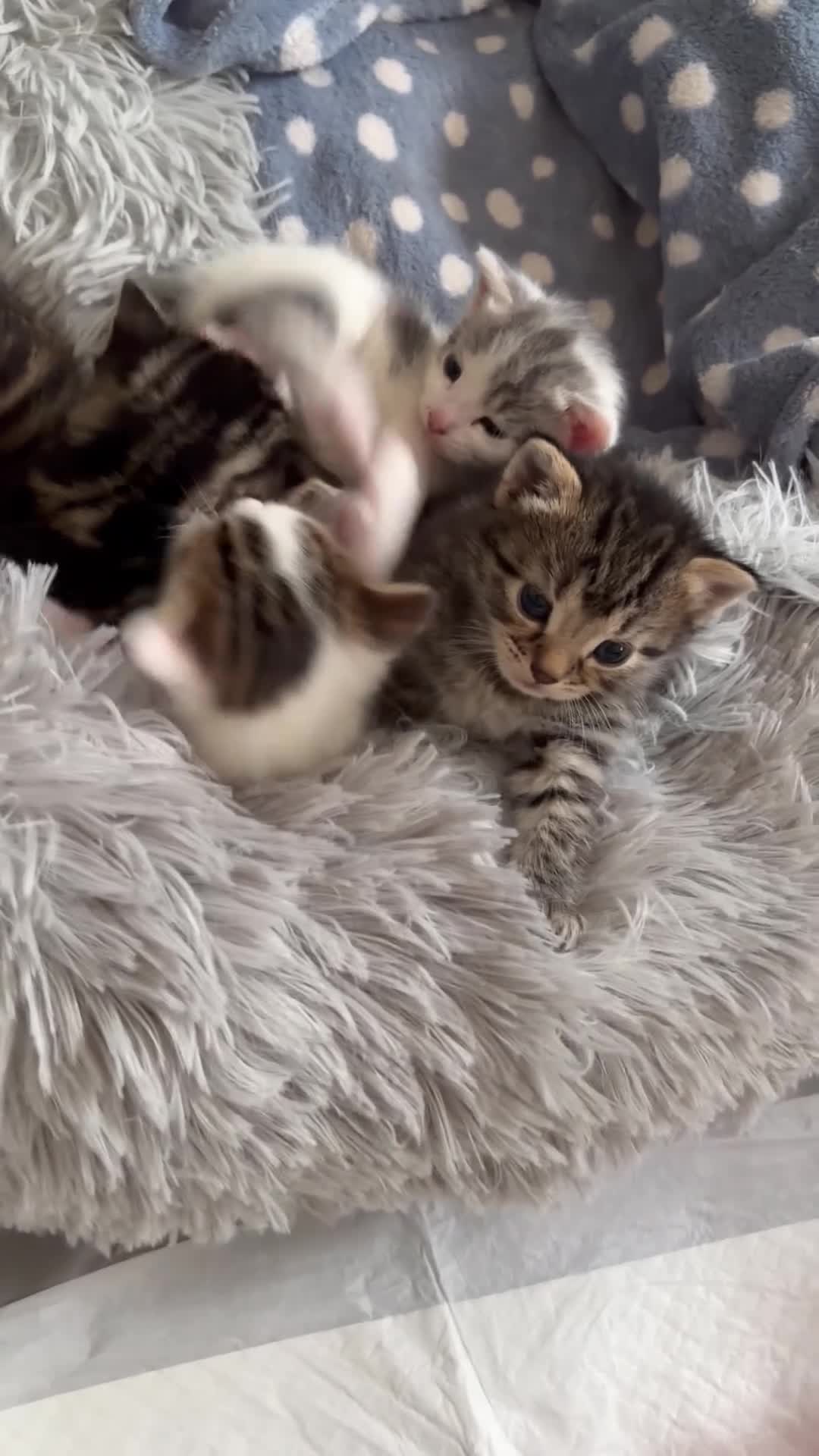 Domestic Shorthair cats for sale: A Stunning Litter Of Six Newborn Kittens  - Video 2