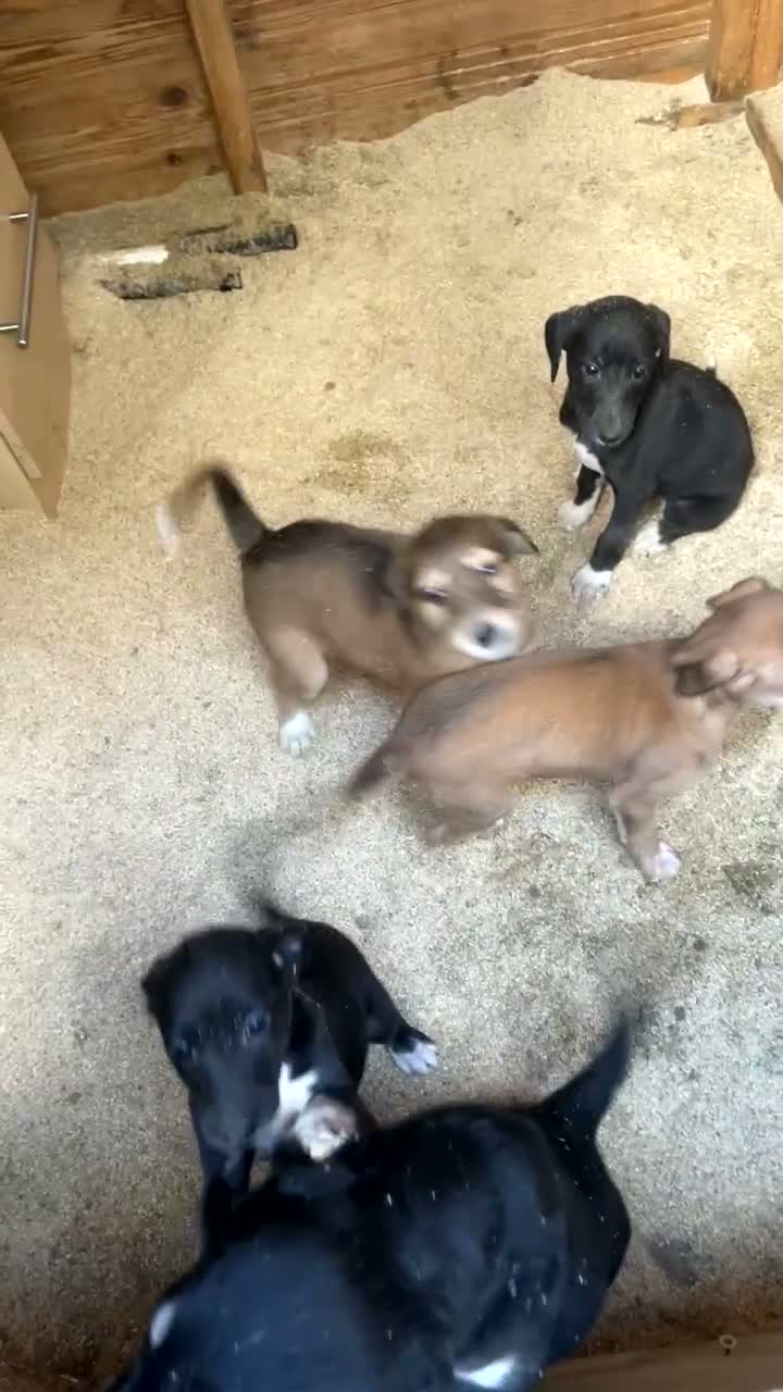 Lurcher dogs for sale: 2 lurcher pups ready to leave  - Video 1