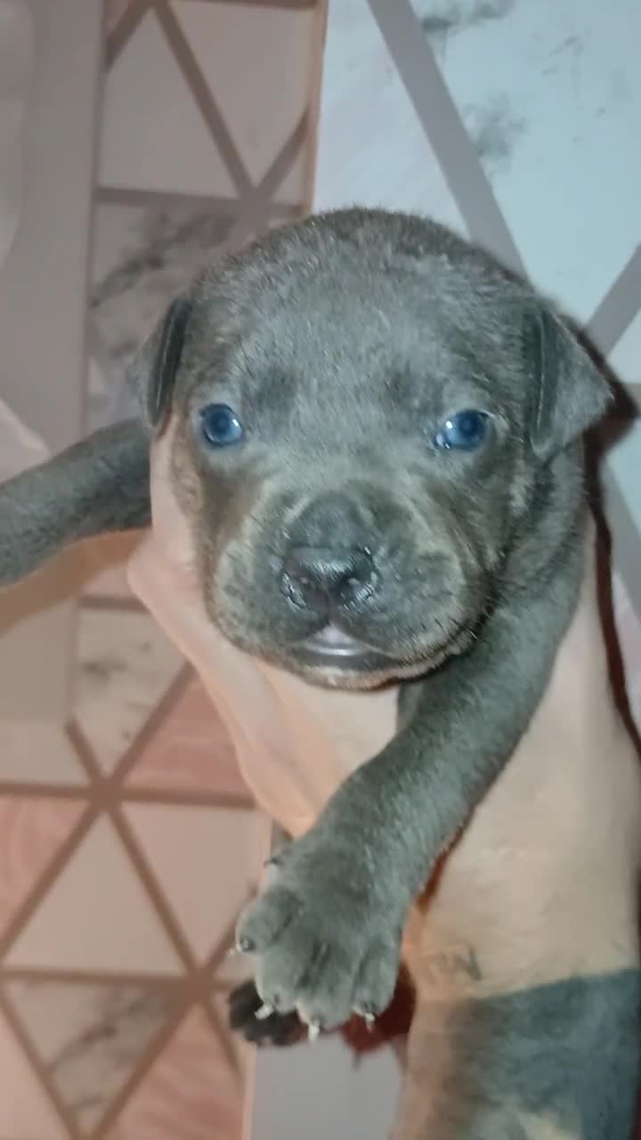 Staffordshire Bull Terrier dogs for sale: Beautiful Staffordshire Bull pups  - Video 1