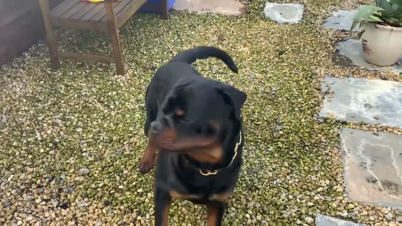 Rottweiler dogs for sale: Rottweiler male  in Washington - Video 1