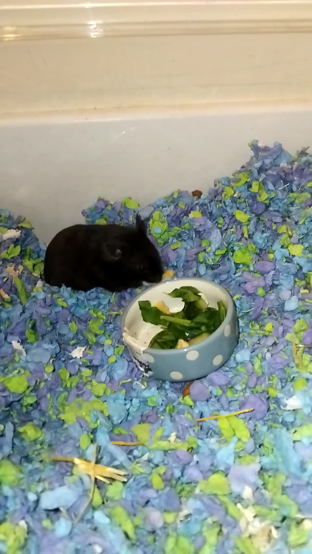 Hamster rodents for sale: Syrian Hamster For Sale. - Video 2