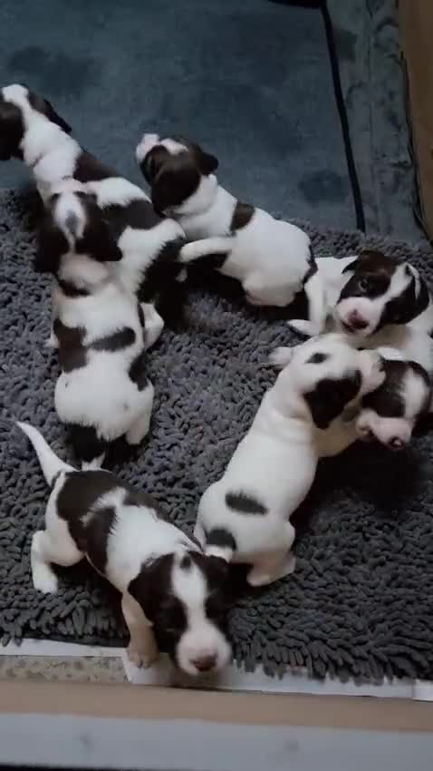 English Springer Spaniel dogs for sale: English springer spaniel puppies  - Video 1