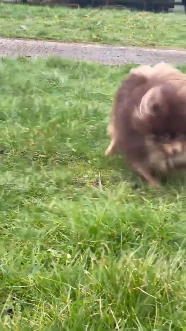 Pomeranian dogs for stud: For stud  in Billingham - Video 2