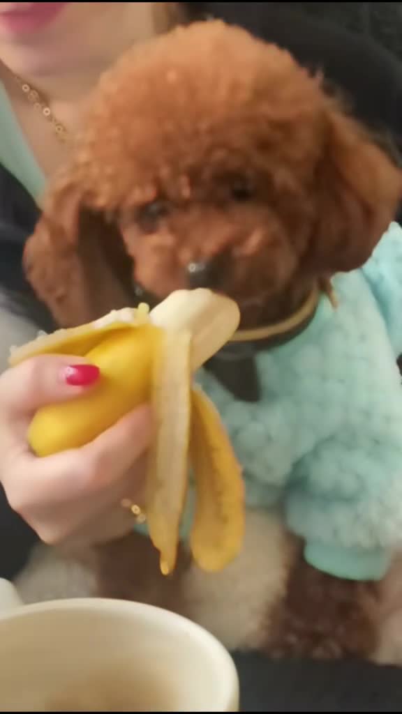 Toy Poodle dogs for stud: 🔥One-in-a-Million Asian ☕️ toy poodle DNA Stud🧸 in Thetford - Video 2