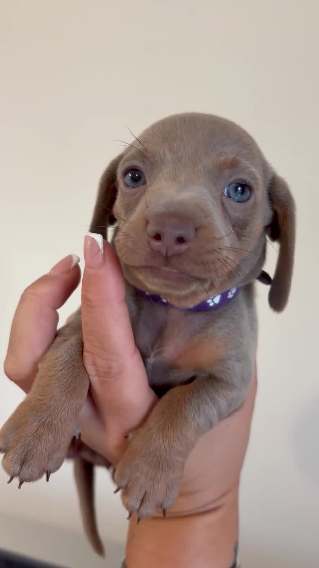 Dachshund dogs for sale: Dachshund puppies for sale - Video 4