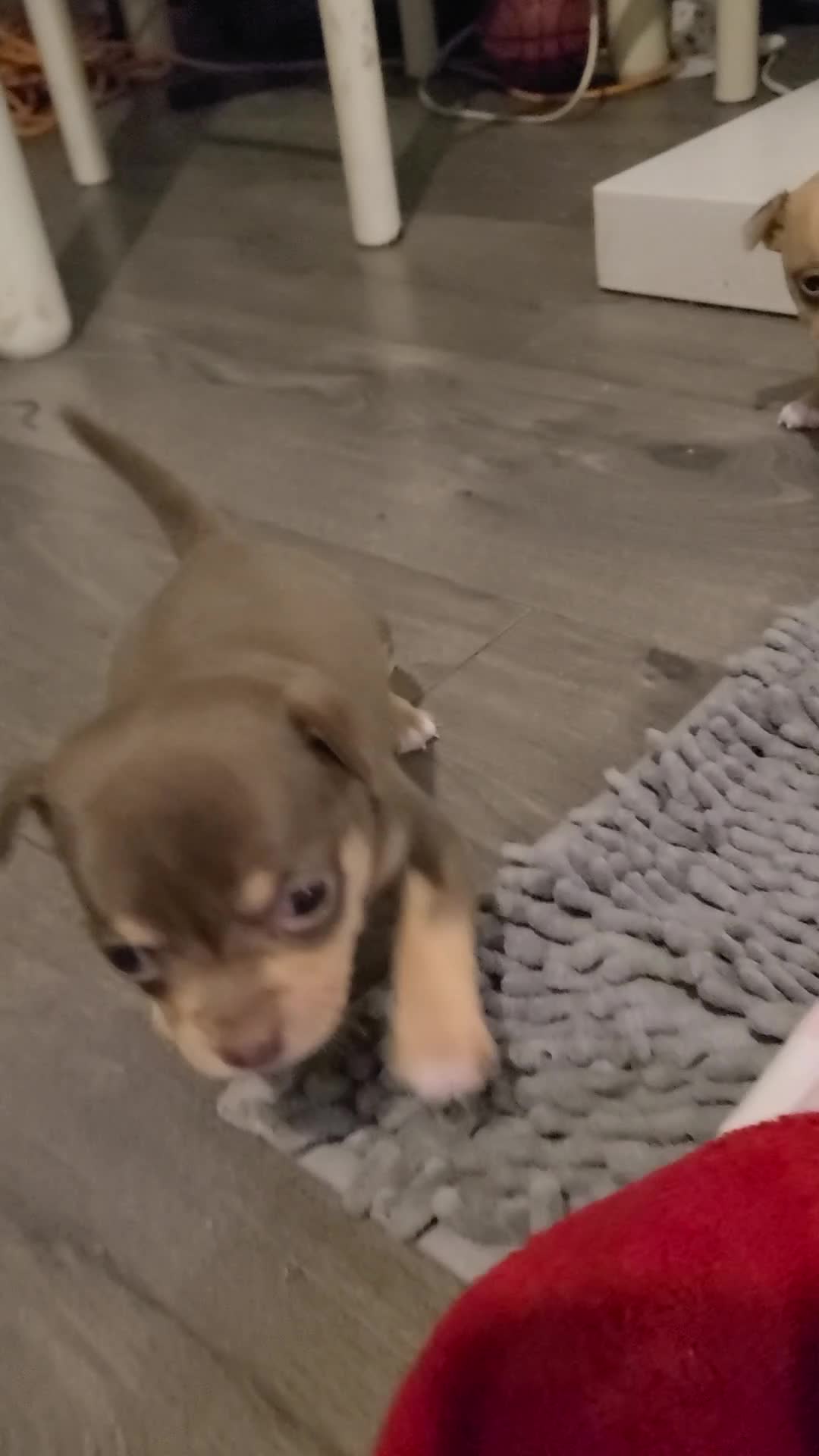 Chihuahua dogs for sale: Smooth coat chihuahuas - Video 1