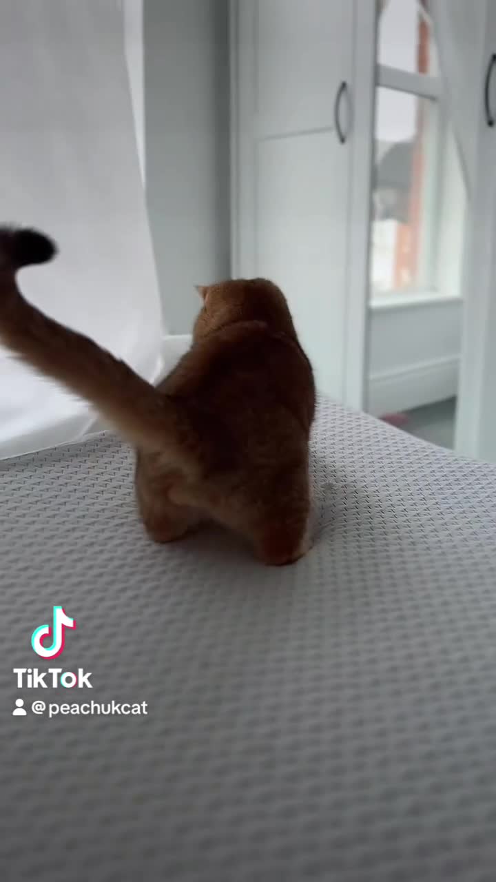 British Shorthair cats for stud: Gold BRI ny12 Stud in Derby - Video 2