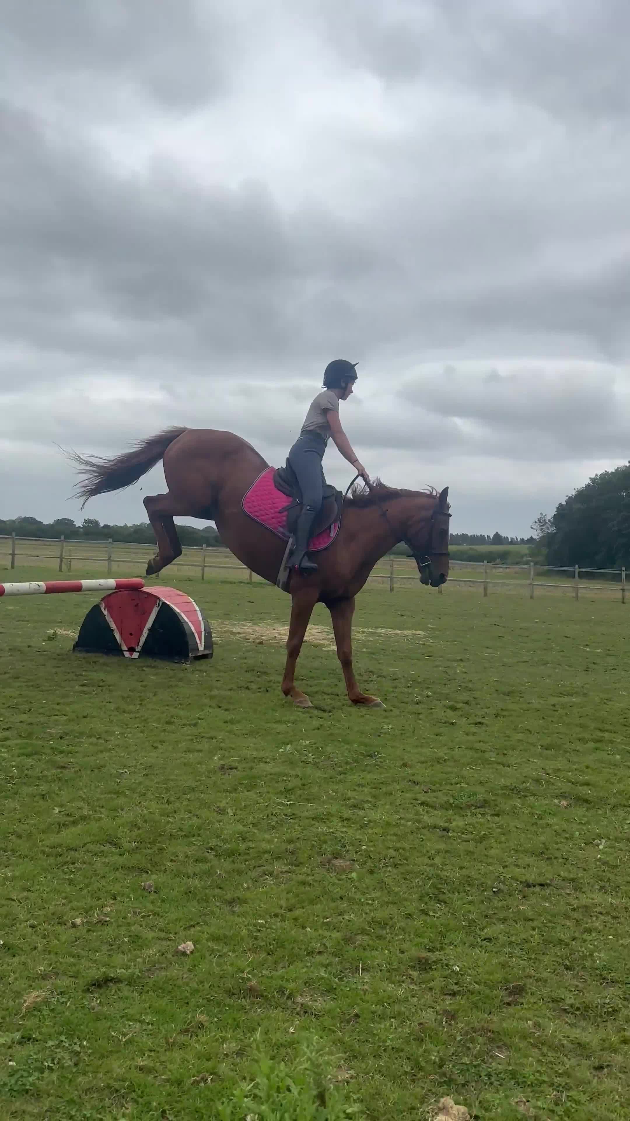 English Thoroughbred horses for sale: Sadly for sale  - Video 3