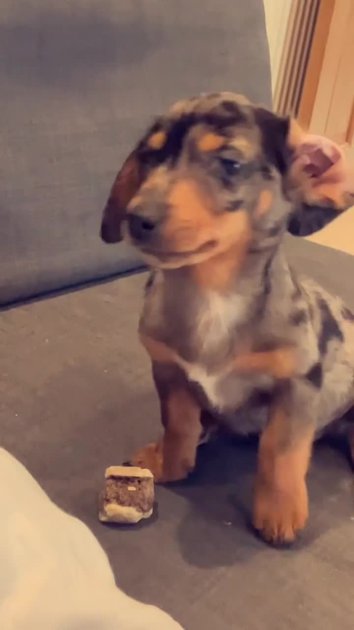 Jackshund dogs for sale: 2 year old jackshund needing a home  - Video 1