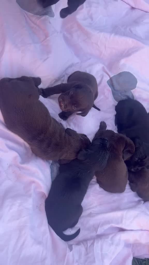 Labrador Retriever dogs for sale: Adorable Labrador Retriever Puppies 🐾 - Video 1