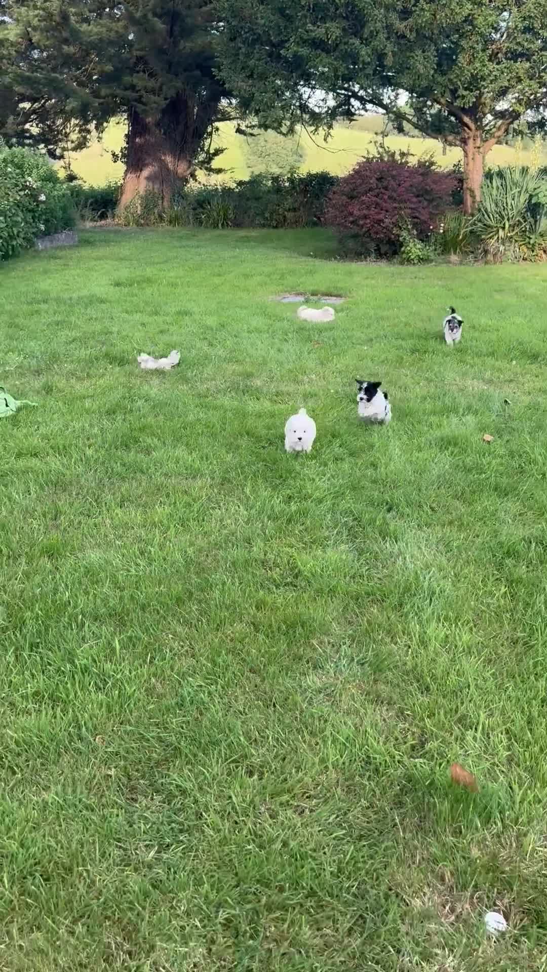 Miniature Schnauzer dogs for sale: Stunning, healthy BVA/MAC screened mini schnauzers - Video 1
