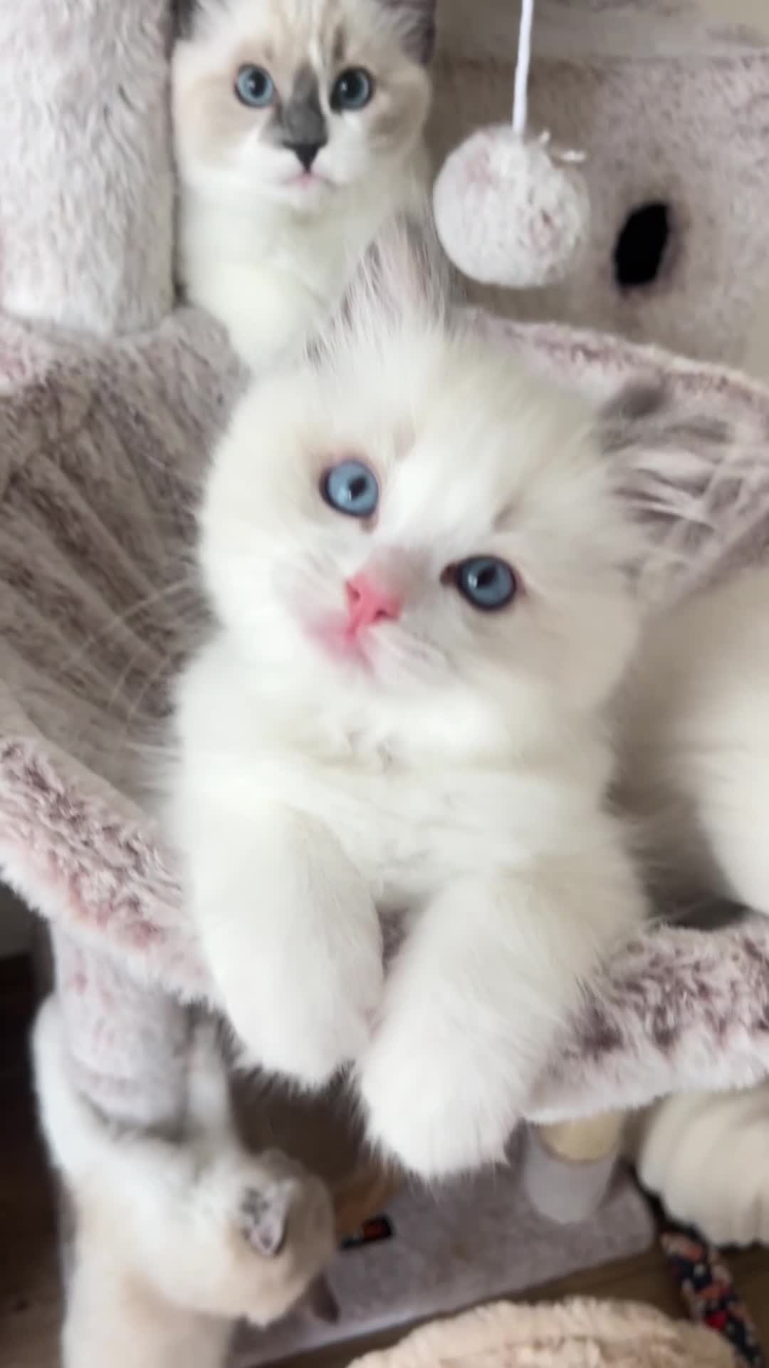 Ragdoll cats for sale: Seal Lynx Bicolour Ragdoll female ready now 💕 - Video 4