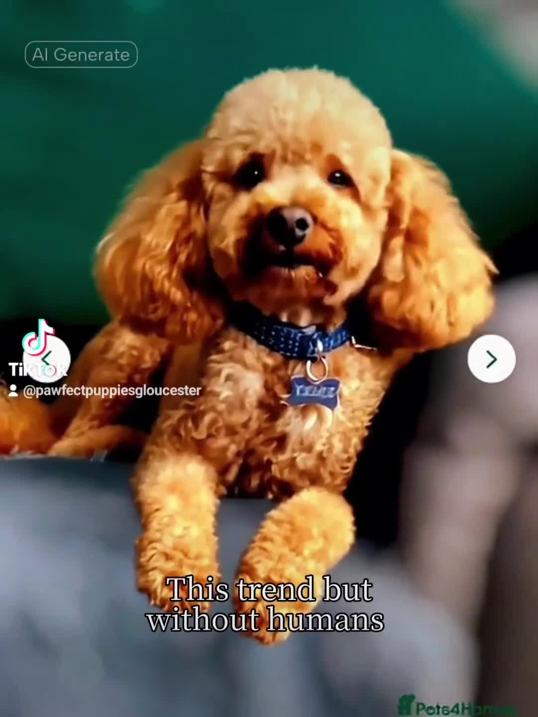 Toy Poodle dogs for stud: Stud KC-registered toy poodle, DNA clear. in Gloucester - Video 1
