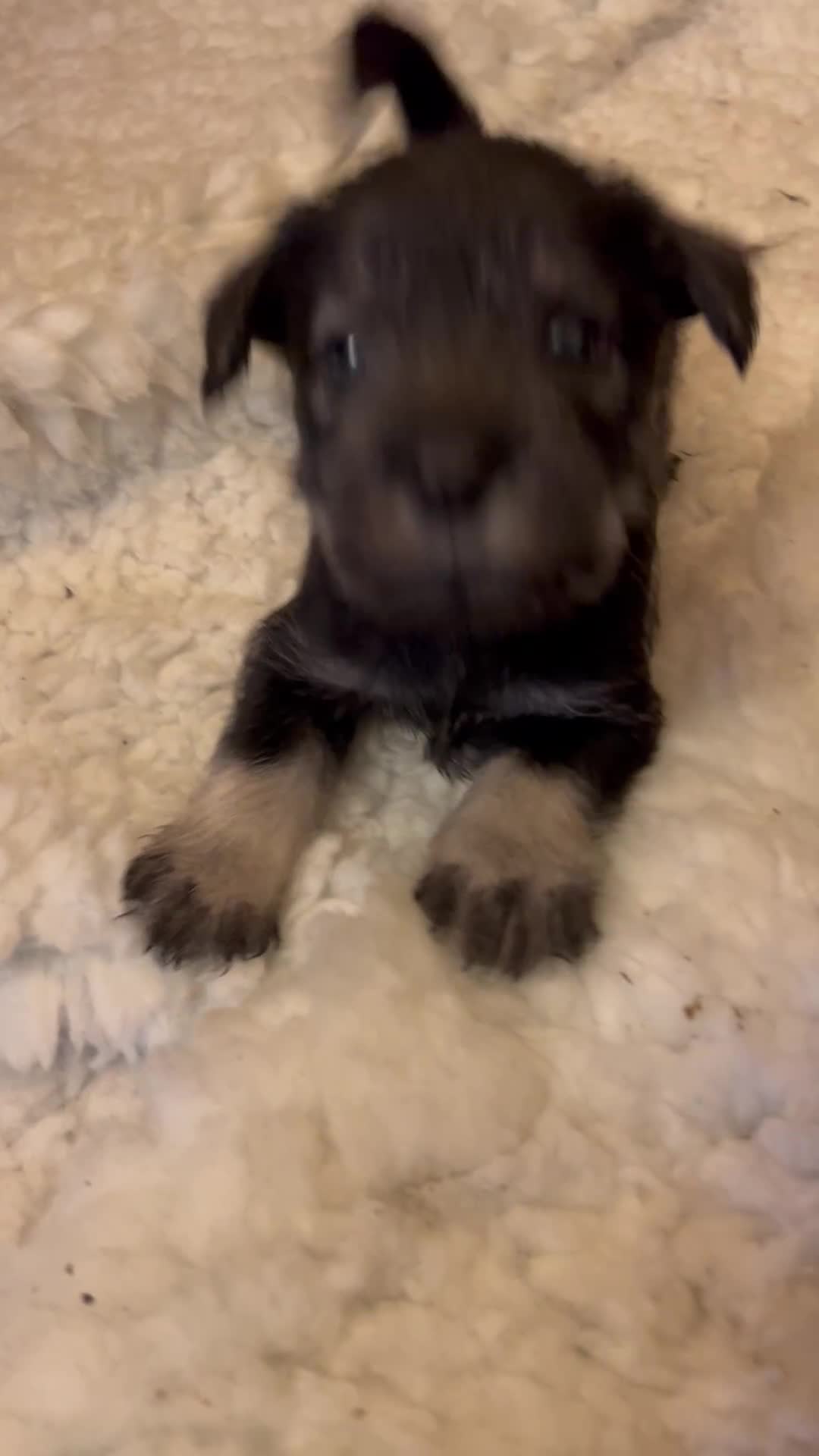 Schnauzer dogs for sale: KC reg health tested P/S standard schnauzers - Video 2