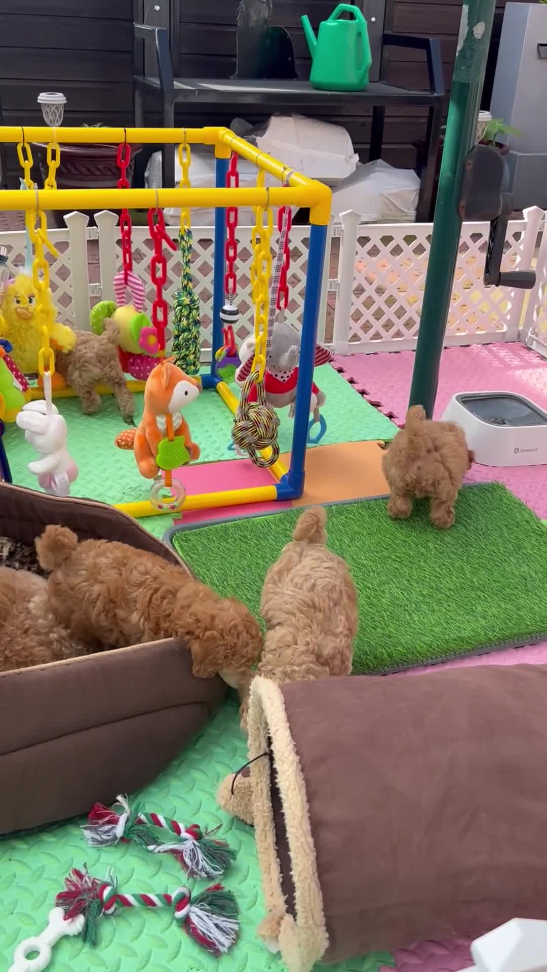 Toy Poodle dogs for sale: Toy poodle - Video 1