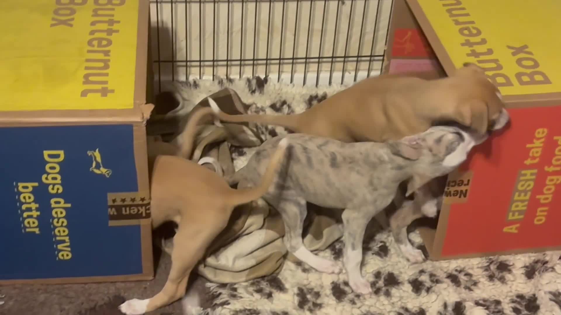 Whippet dogs for sale: KC whippet puppies  - Video 1