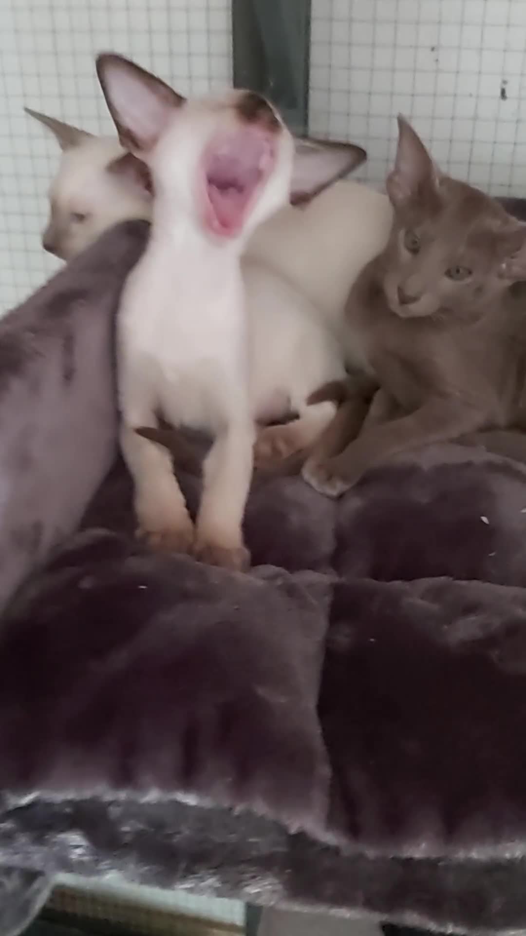 Oriental cats for sale: Full Pedigree Oriental 1 Kitten XL size ears GCCF - Video 1
