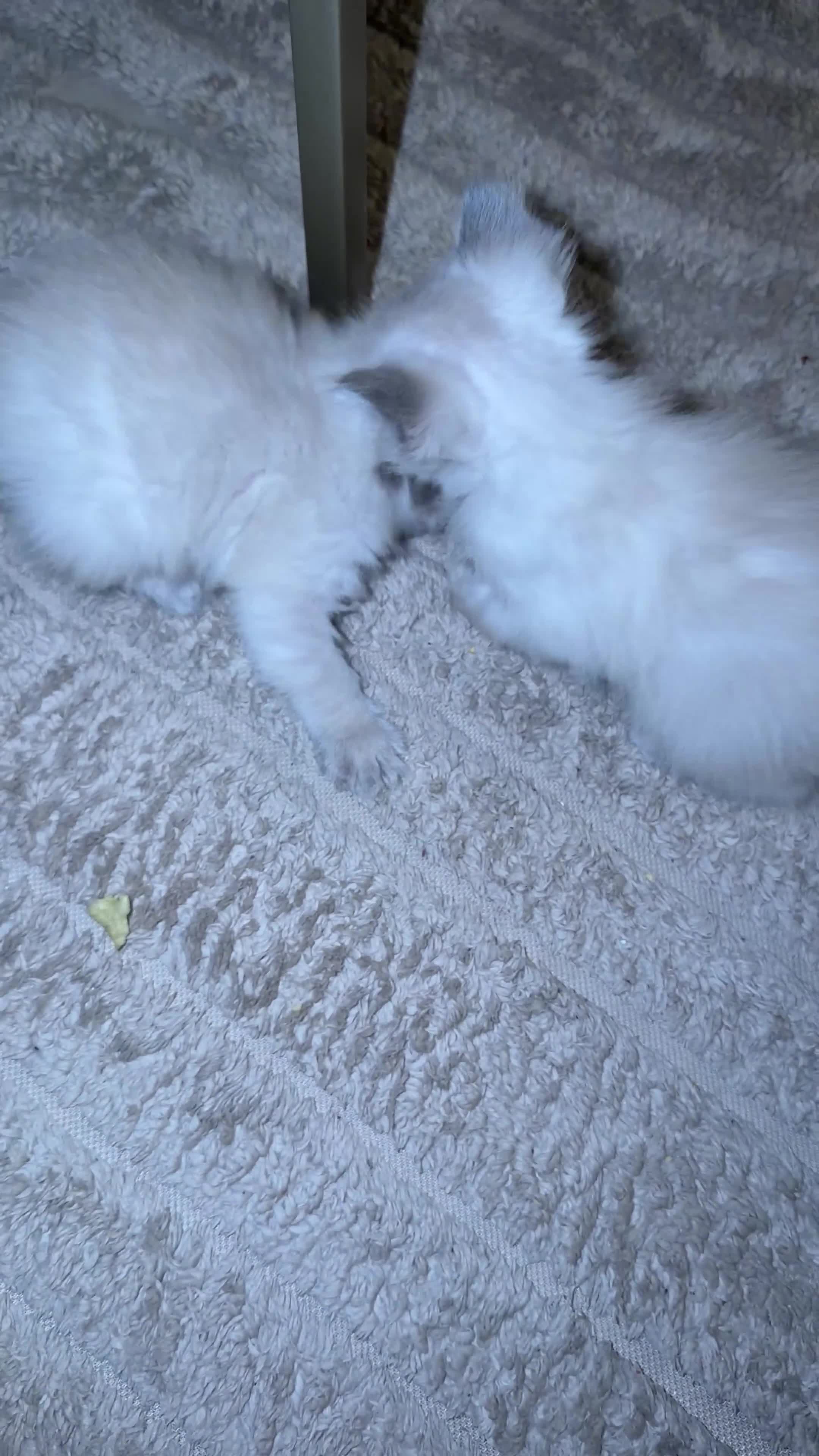 Ragdoll cats for sale: Fully pedigree blue point kittens  in Pontefract - Video 1