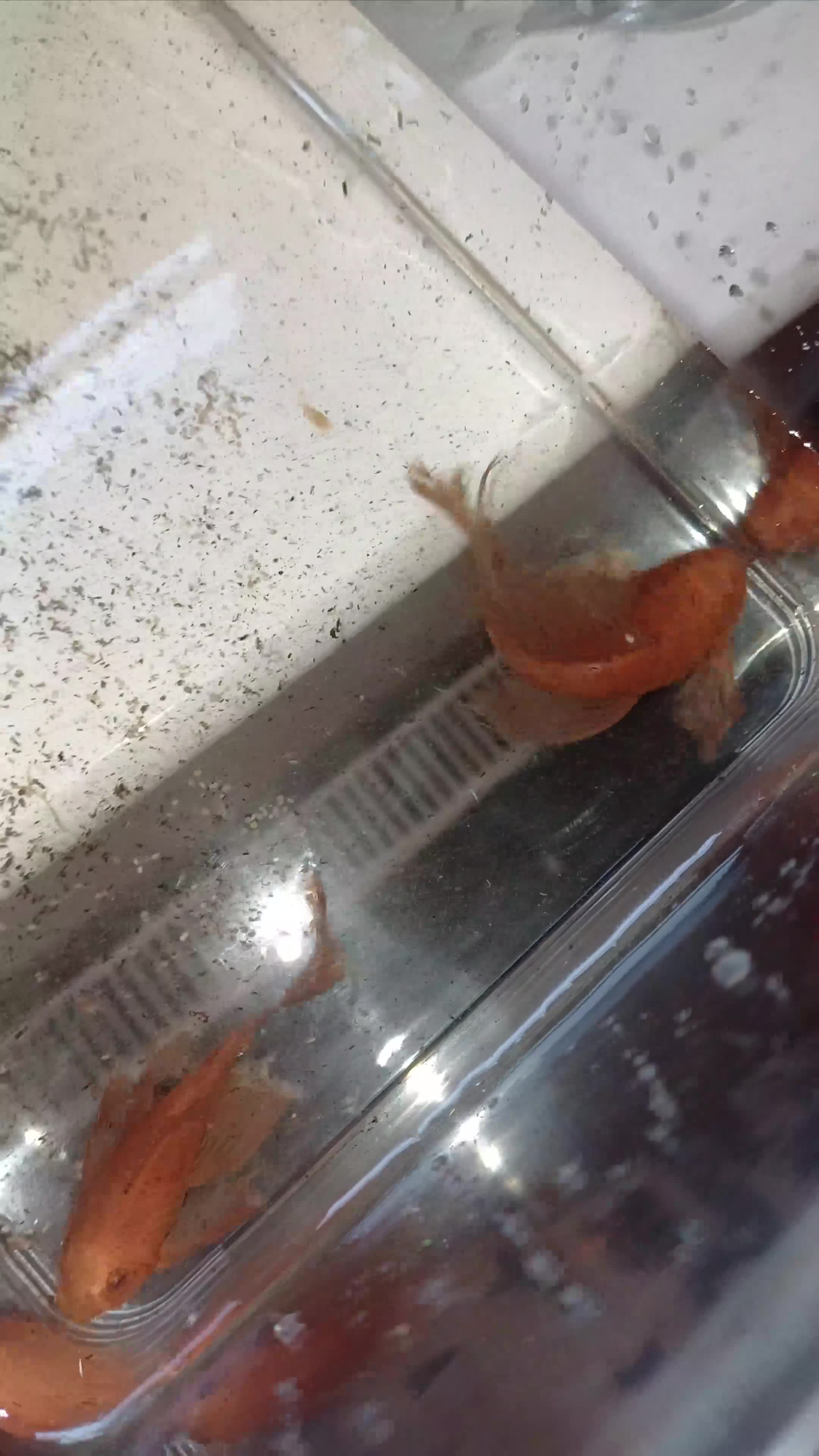 Plecos fish for sale: Super Red Plecos! + Shrimp - Video 2