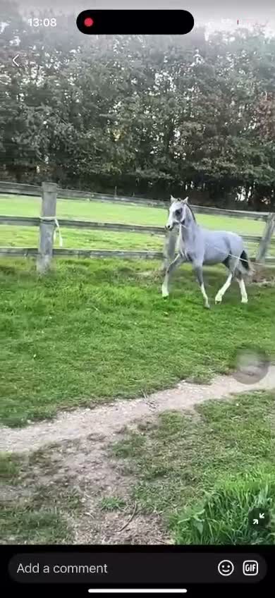 Welsh Section A horses for sale: Olaf- true little gem! - Video 1