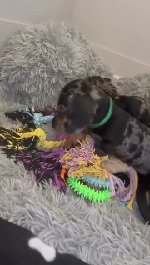 Miniature Dachshund dogs for sale: Beautiful miniatures  in Edinburgh - Video 1