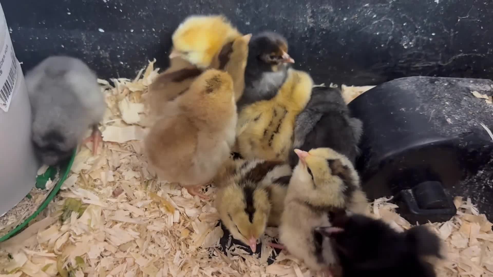 Chickens poultry for sale: Day old chicks - mixed breeds in Newark - Video 1