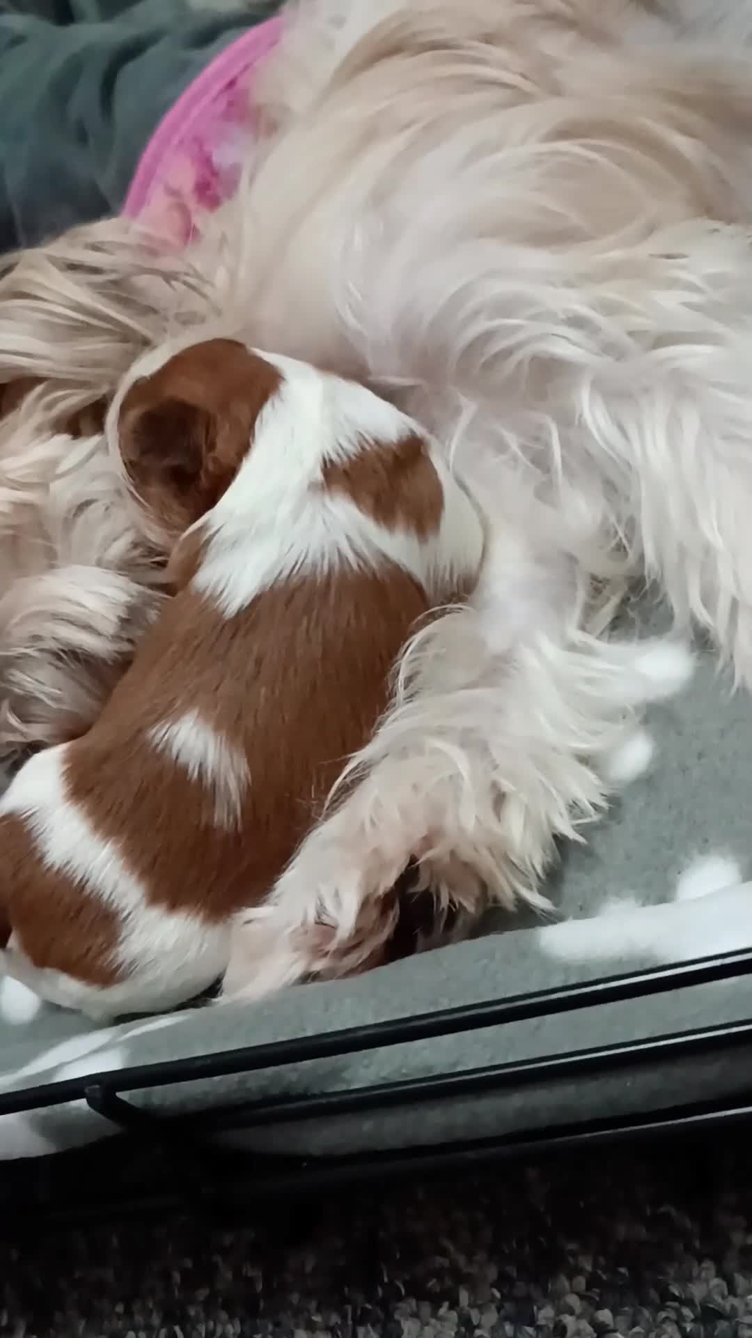 Shih Tzu dogs for sale: Adorable Shih Tzu Puppies Looking for Loving Homes - Video 1