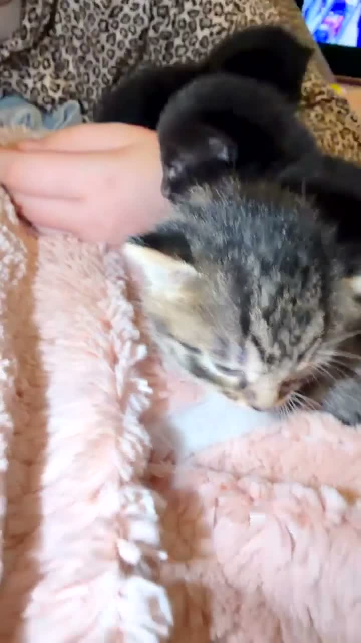 Mixed Breed cats for sale: Beautiful Fluffy Boys - Video 1