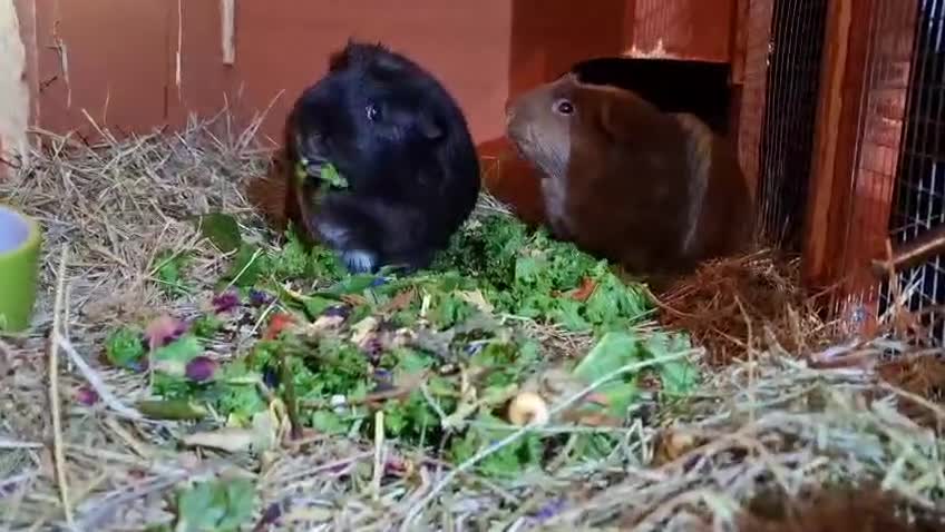 Guinea Pig rodents for sale: Retirement Home Albert & George - Video 1