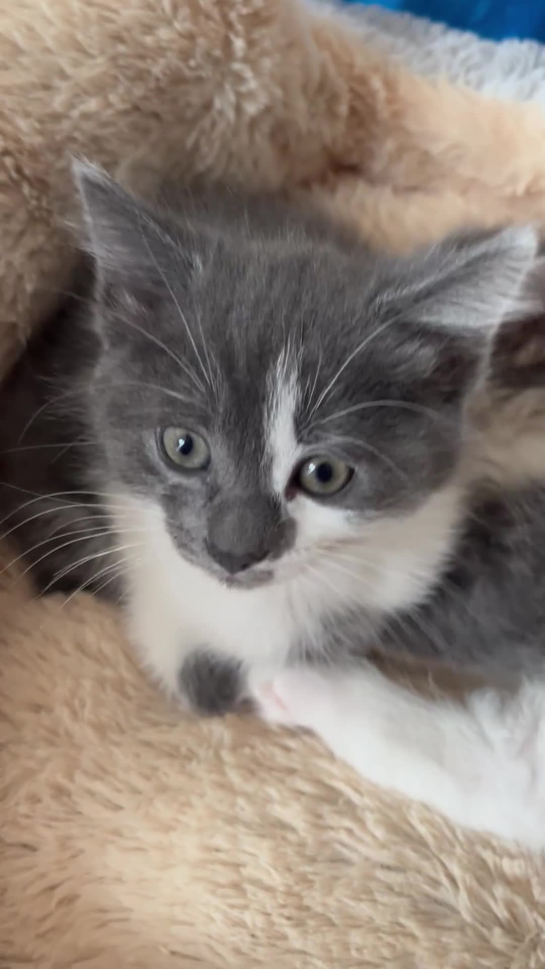 Mixed Breed cats for sale: Cute kittens looking for loving home  - Video 2