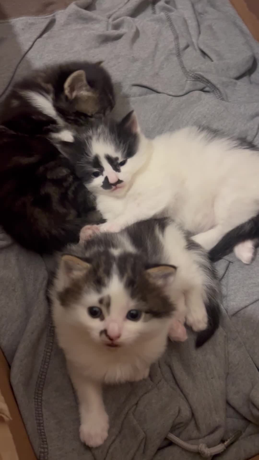 Mixed Breed cats for sale: 2 mixbreed boy kittens available  - Video 1