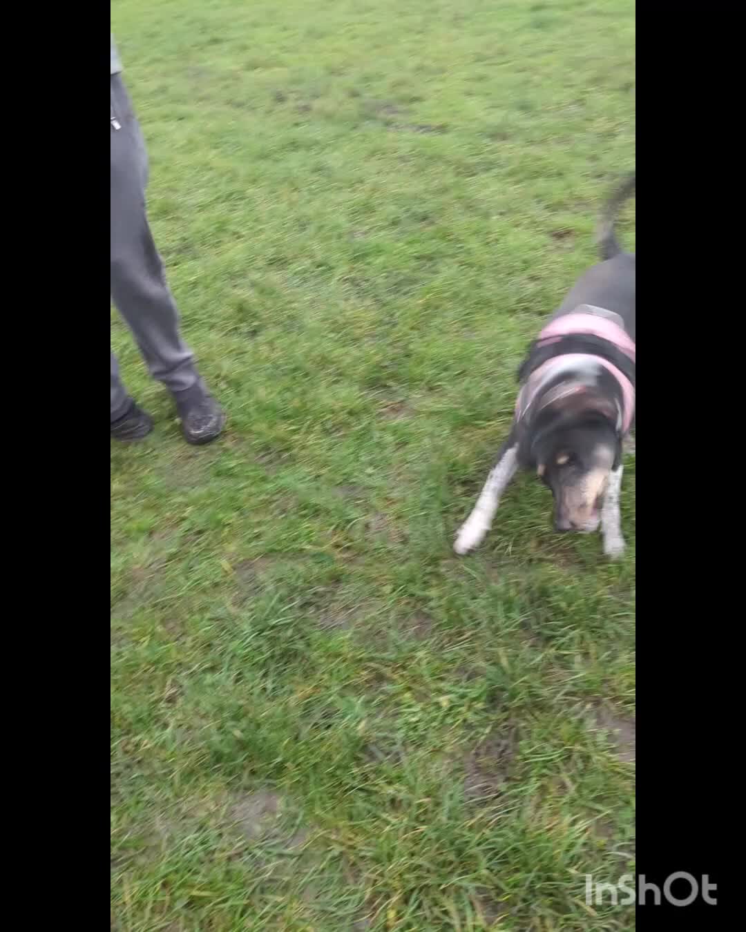 Mixed Breed dogs for adoption: ESSIE  - Video 4