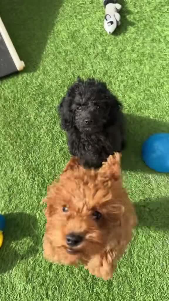 Cavapoo dogs for sale: 1 stunning girl F1b toy-Cavapoo DNA Tested lines  - Video 2