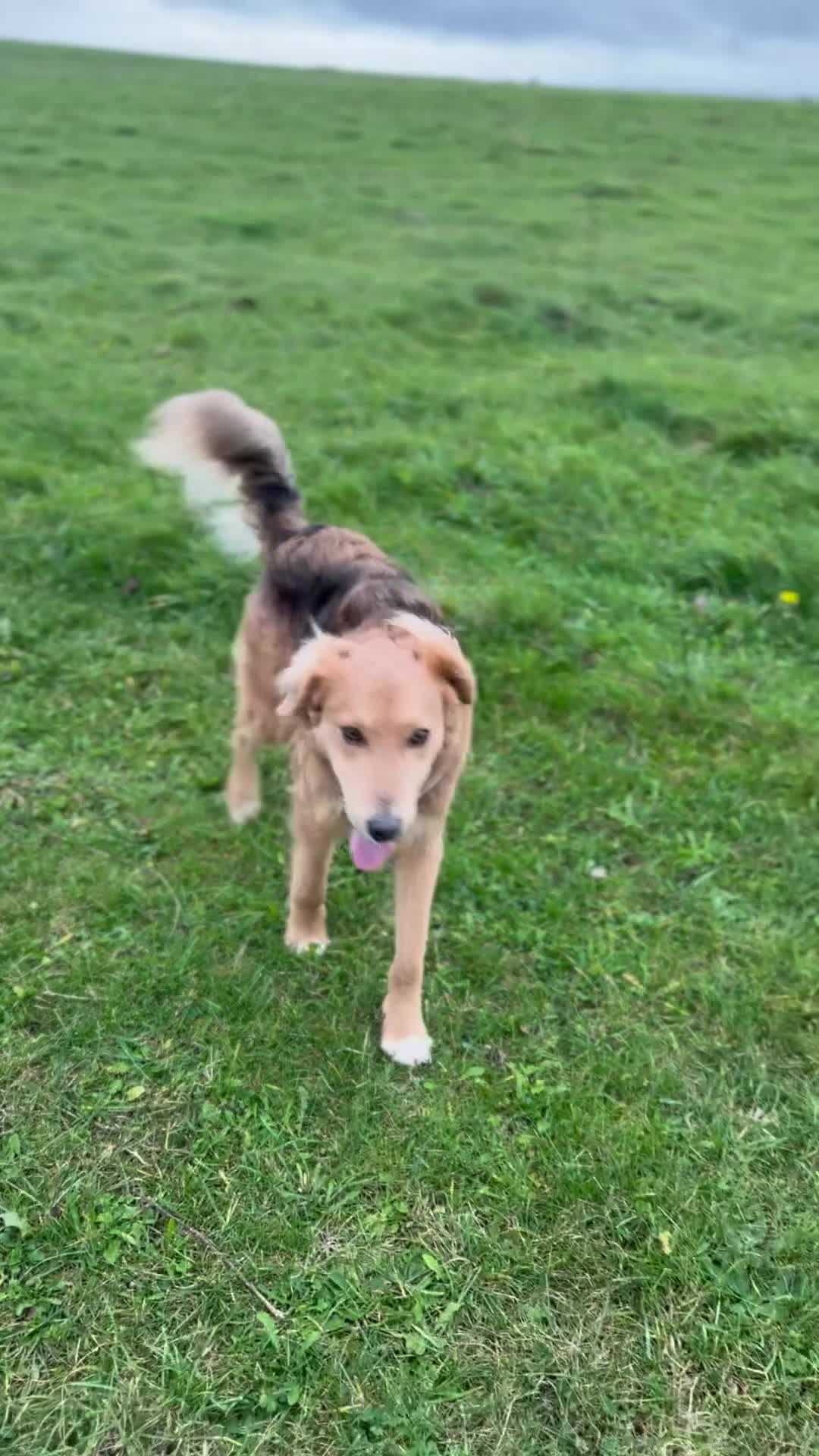 Mixed Breed dogs for adoption: Sweet Nathan Is looking for Love  - Video 1