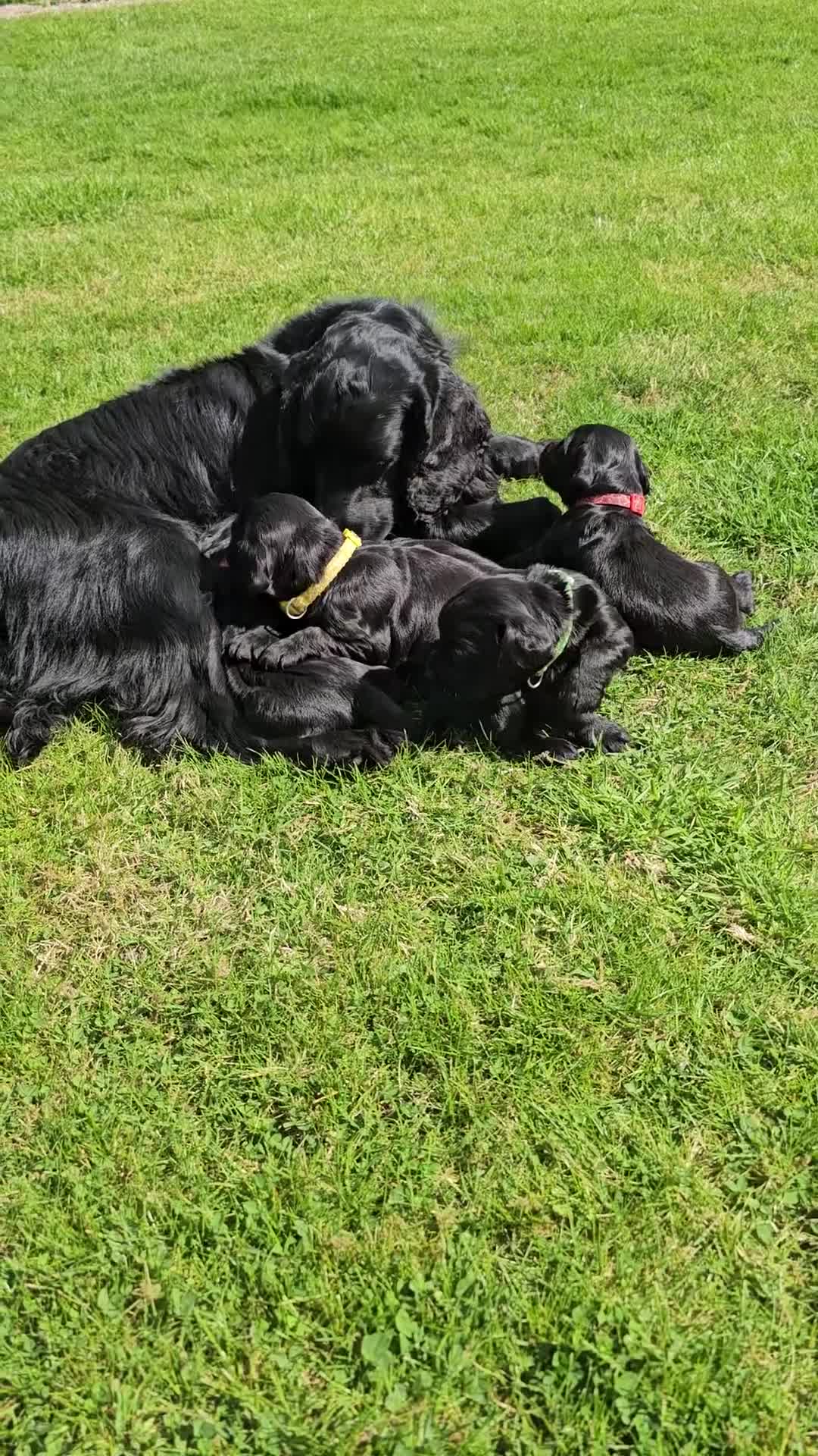 Cocker Spaniel dogs for sale: Working cocker spaniel pup - Video 3