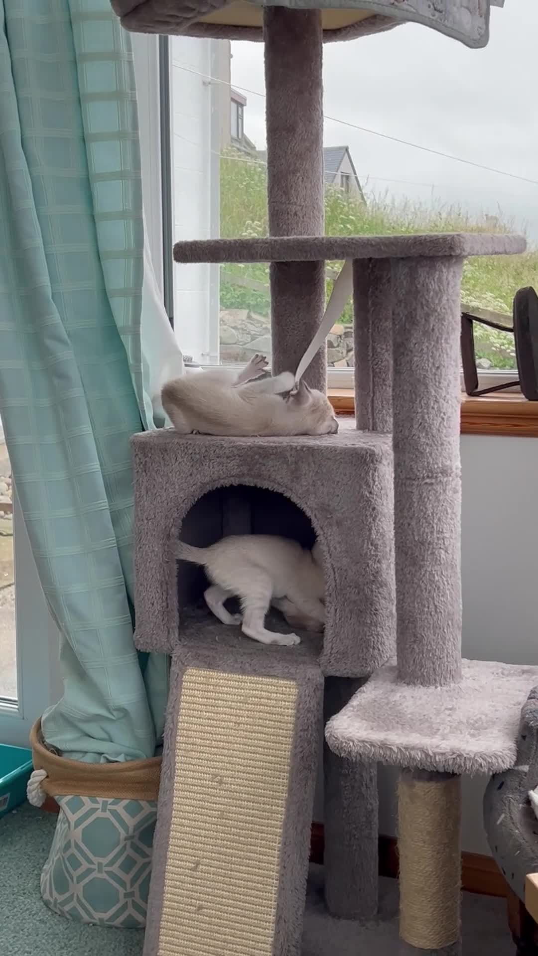 Siamese cats for sale: A litter of 3 beautiful Siamese kittens  - Video 1