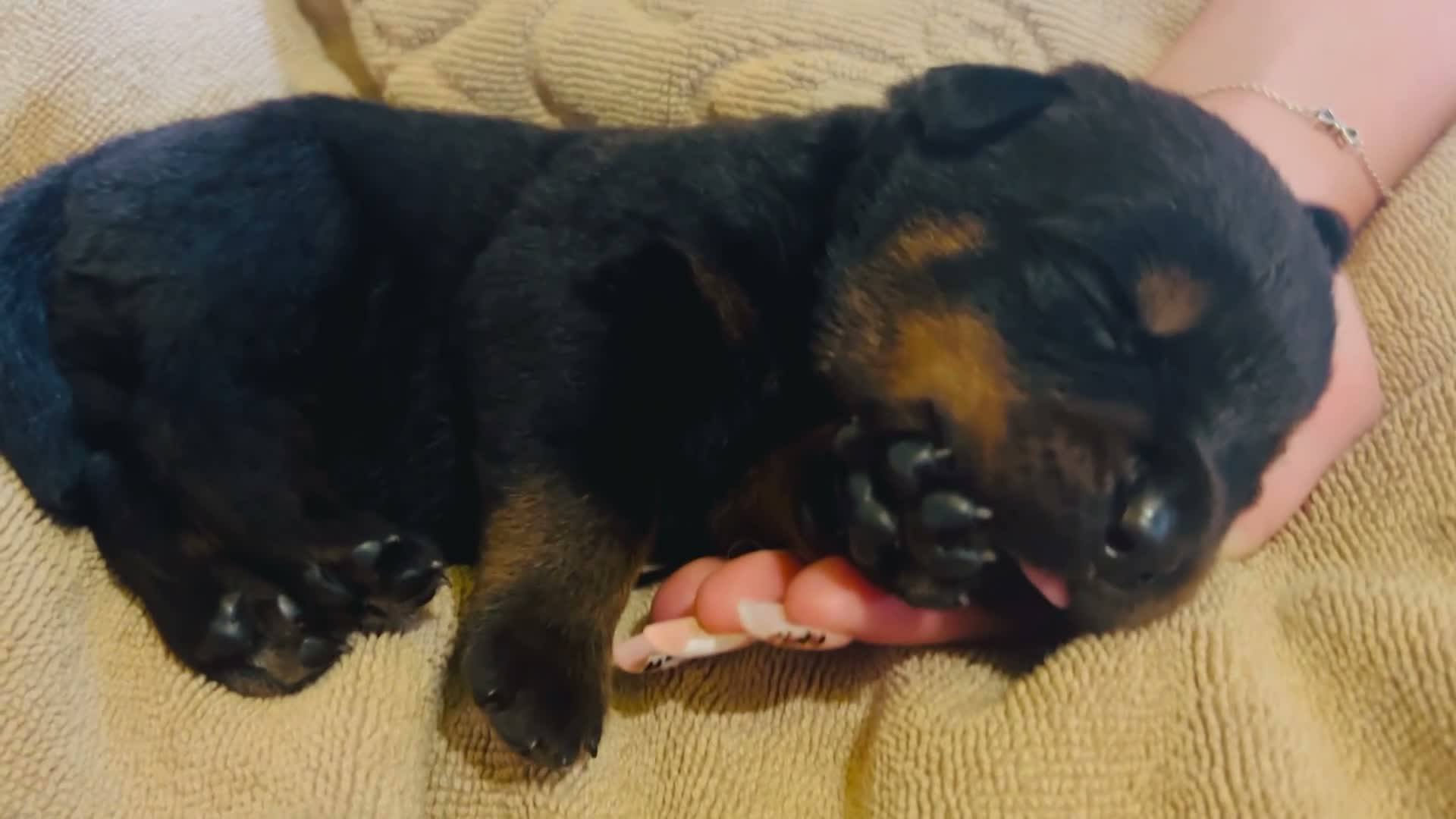 Rottweiler dogs for sale: Rottweilers kc reg fully hereditary tested - Video 2