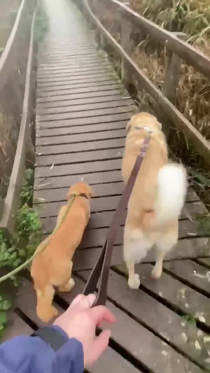 Mixed Breed dogs for adoption: HERSEY  - Video 1