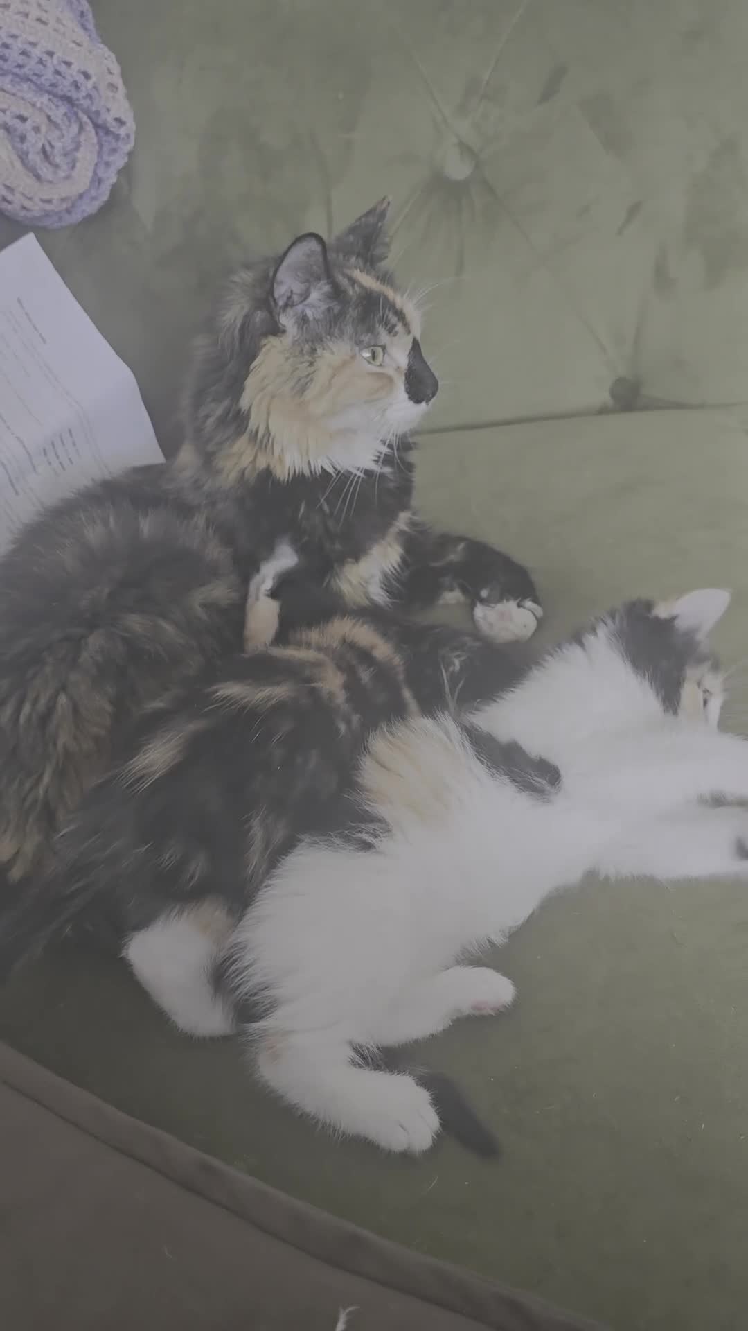 British Longhair cats for sale: Long haired kittens  in Waterlooville - Video 2