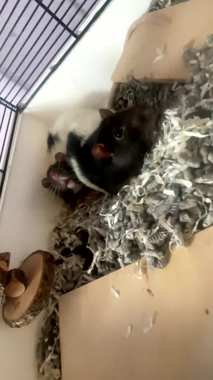 Rat rodents for sale: Two brown and white make rats  - Video 2